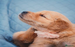 Golden Retriever dogs for sale: Golden Retriever Puppies KC Dad  - Image 25