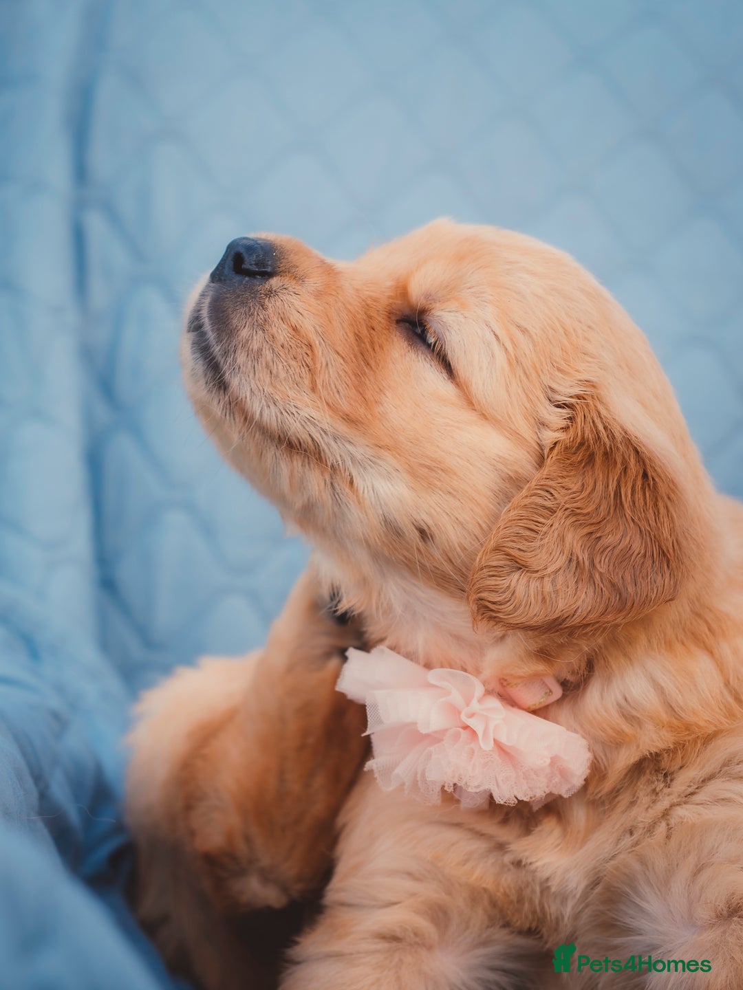Golden Retriever dogs for sale: Golden Retriever Puppies KC Dad  - Image 25
