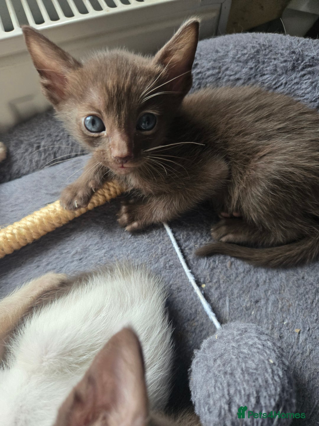 Siamese cats for sale: Only one c/point siamese little girl avaliable  - Advert 14