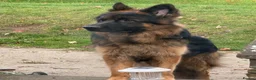 German Shepherd dogs for stud: Handsome boy , for STUD  - Advert 3