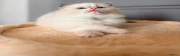 Ragdoll cats for sale: Premium Quality✨️🏆 TICA Reg European Ragdolls 🩷  - Advert 11