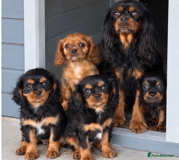Cavalier King Charles Spaniel dogs Beautiful Cavalier King Charles Spaniel Puppies  - Advert 1