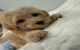 Maltipoo dogs for sale: 7 stunning f1 Maltipoo's. Fully DNA & Heath clear - Image 11