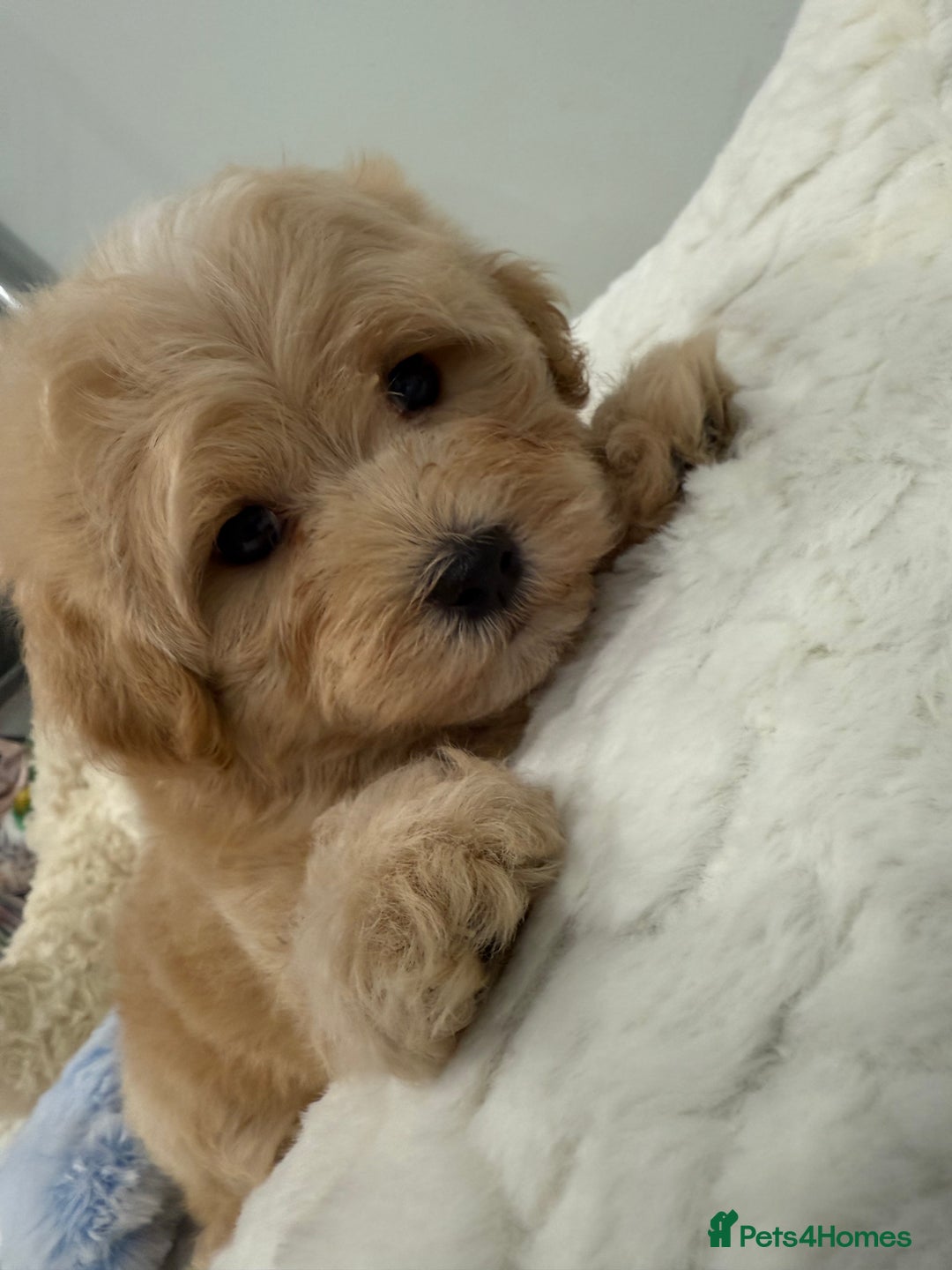 Maltipoo dogs for sale: 7 stunning f1 Maltipoo's. Fully DNA & Heath clear - Image 11