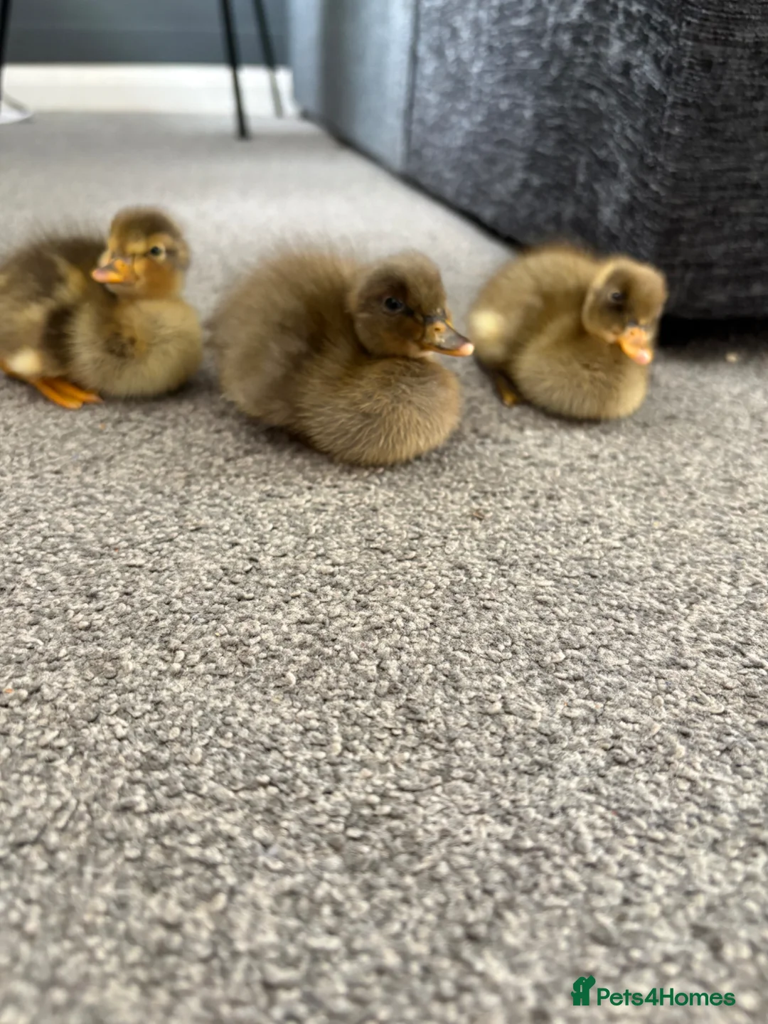 Ducks poultry for sale: X3 Indian runner ducklings READY NOW - Advert 1