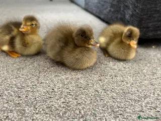 Ducks poultry X3 Indian runner ducklings READY NOW - Advert 1