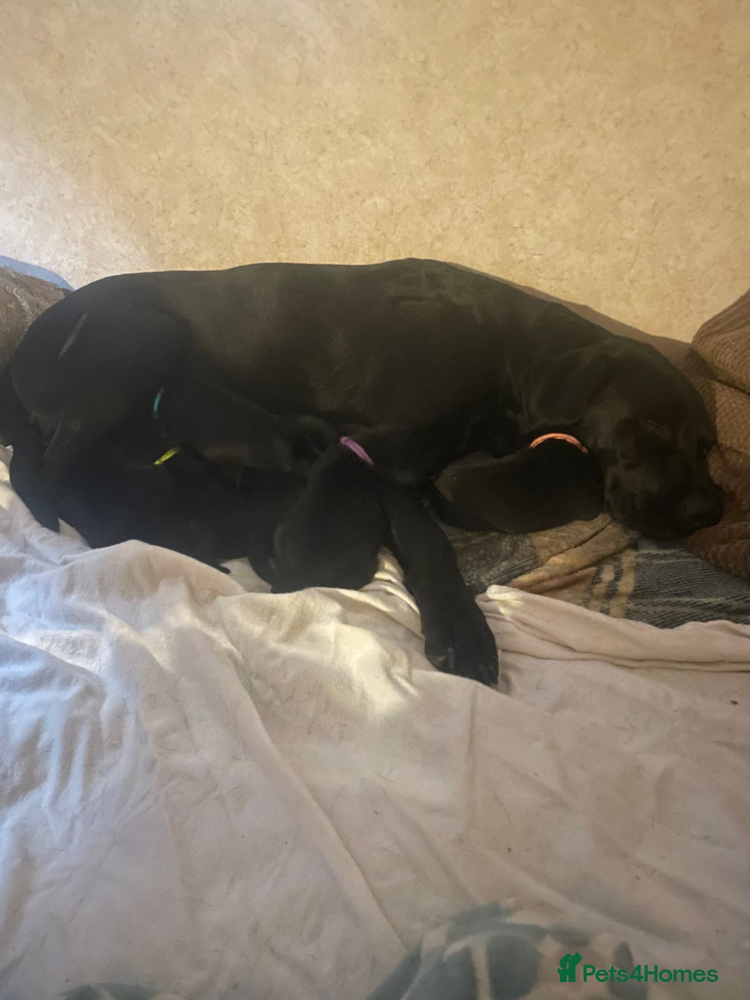 Mixed Breed dogs for sale: Labrador cross with Siberian husky  - Advert 15