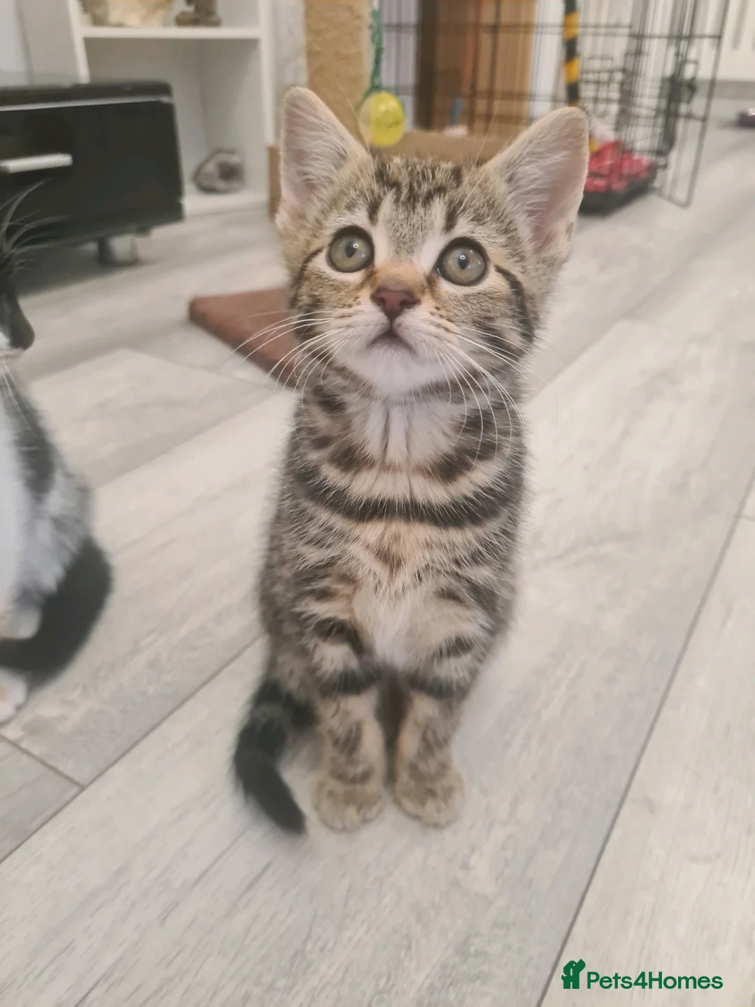 Mixed Breed cats for sale: 3 beautiful kittens  in Liverpool - Advert 17