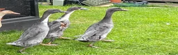 Ducks poultry for sale: Indian Runner Ducks - Advert 3