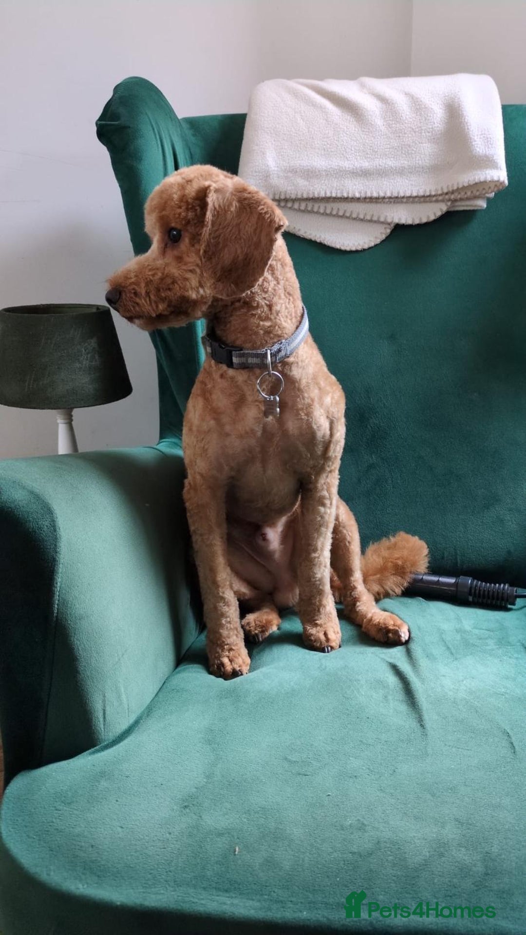 Cockapoo dogs for sale: Apricot coloured cockapoo boy - Advert 7