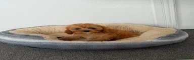 Cavapoo 2