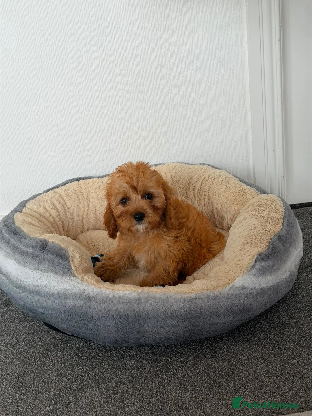 Cavapoo dogs for sale: Stunning f1 cavapoos ready now ! - Advert 13