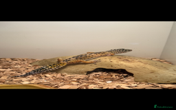 Gecko reptiles for sale: Gecko - Image 1