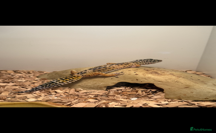 Gecko reptiles - Advert 2