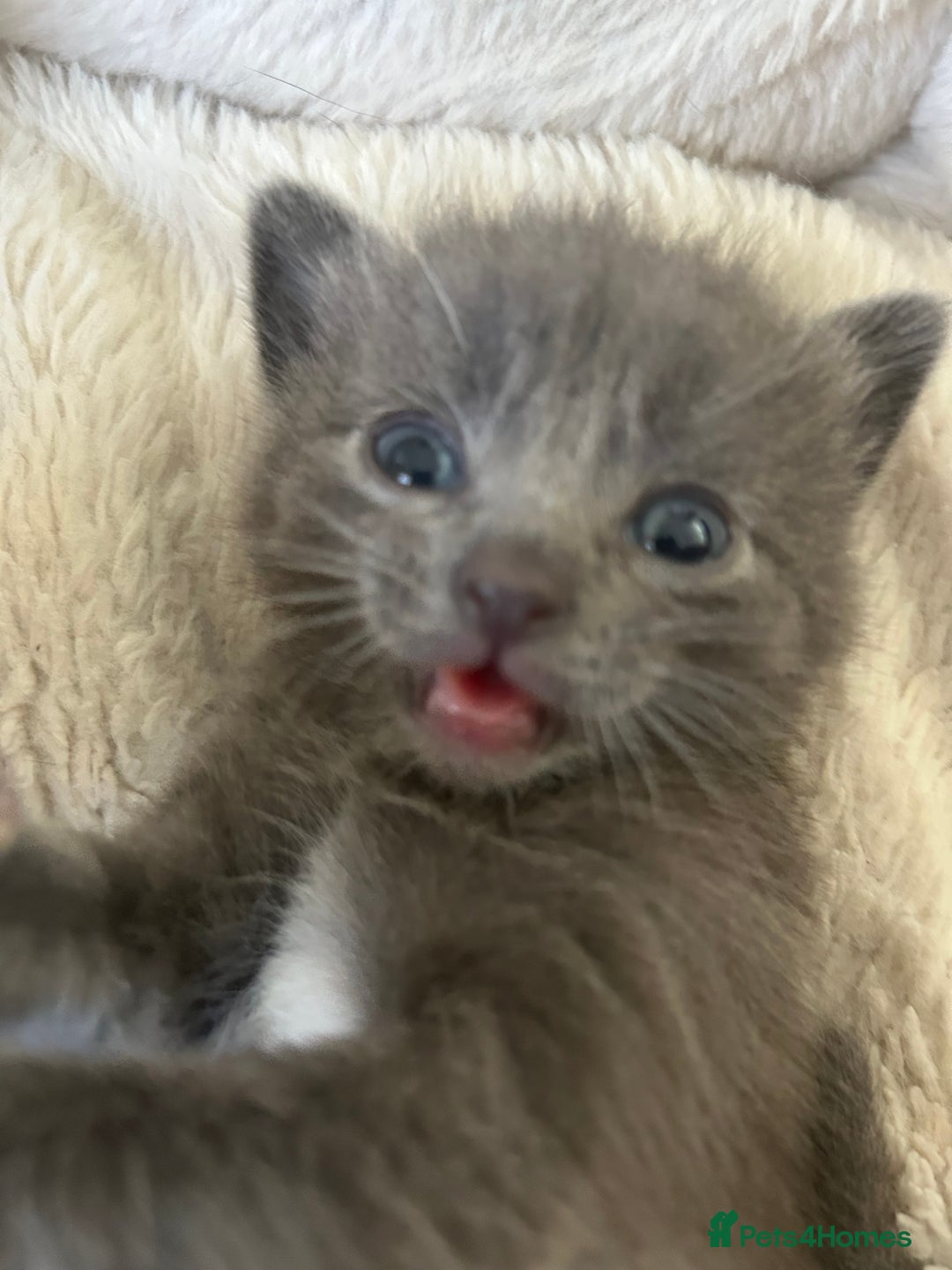 Domestic Shorthair cats for sale: 4 beautiful kittens  - Image 15