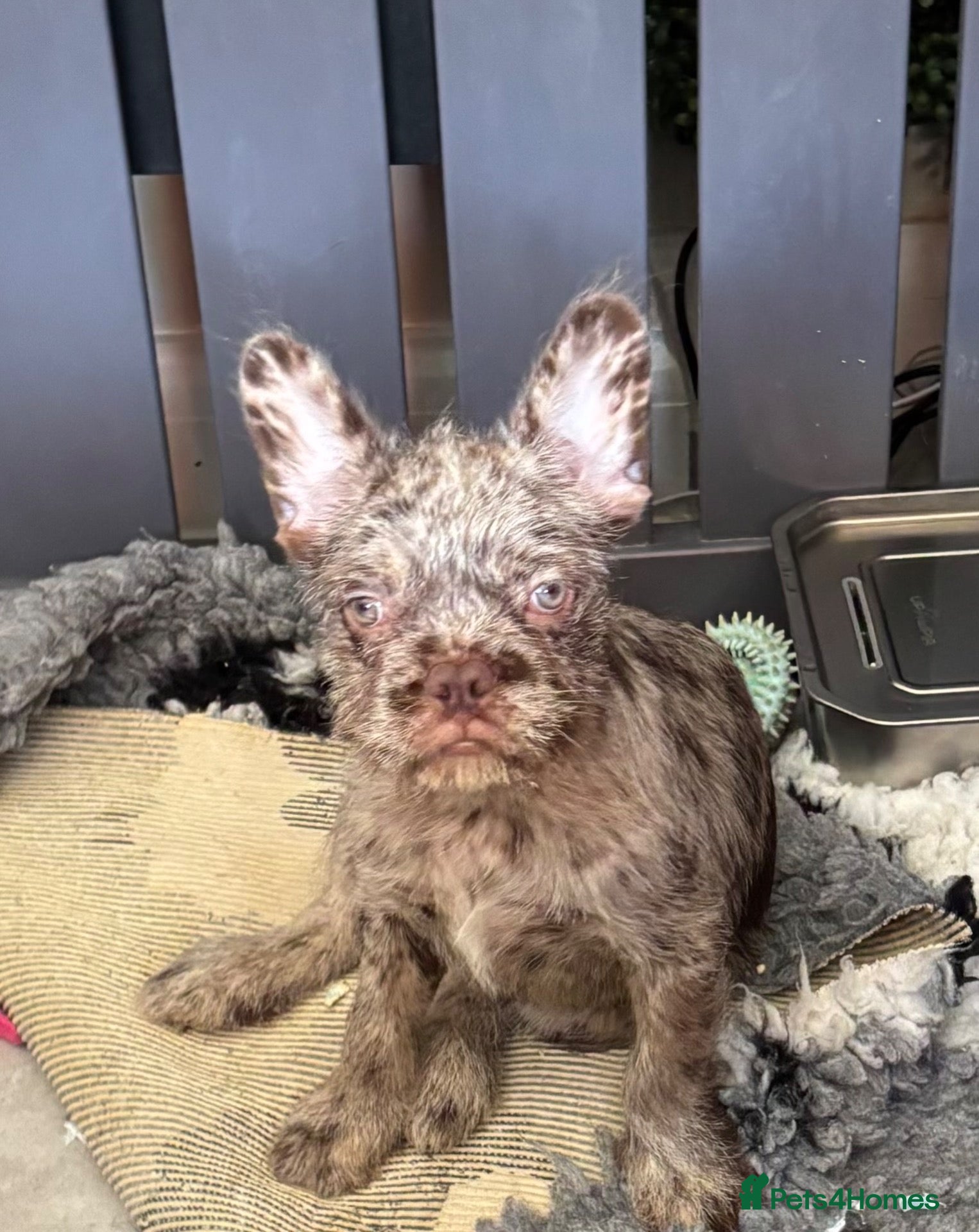 French Bulldog dogs final reduction Ready for new Sofa ❤️ and walkies - Advert 1