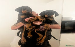 Dobermann dogs for stud: Stud duties only in Bridgend - Image 6