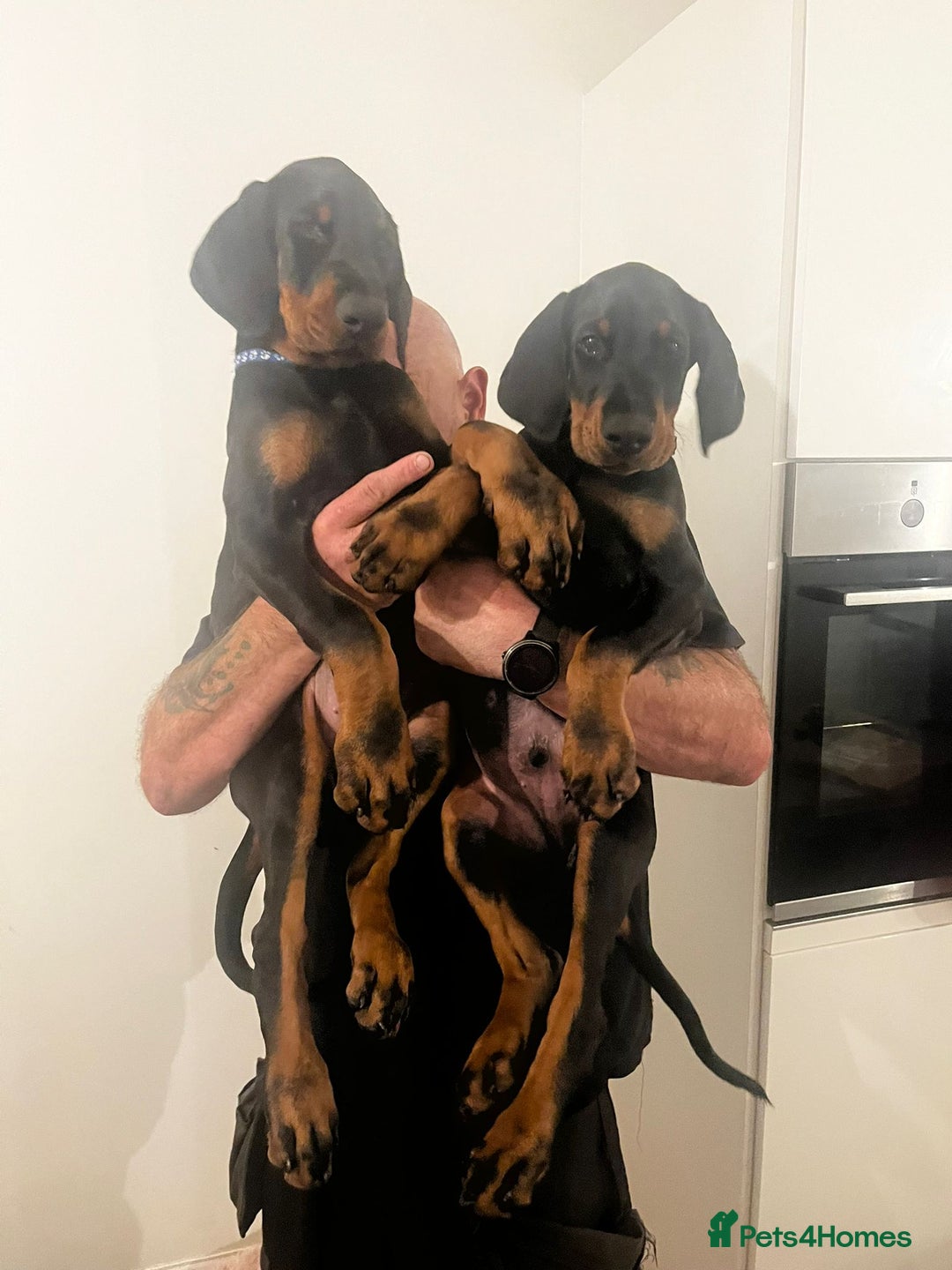 Dobermann dogs for stud: Stud duties only in Bridgend - Image 6