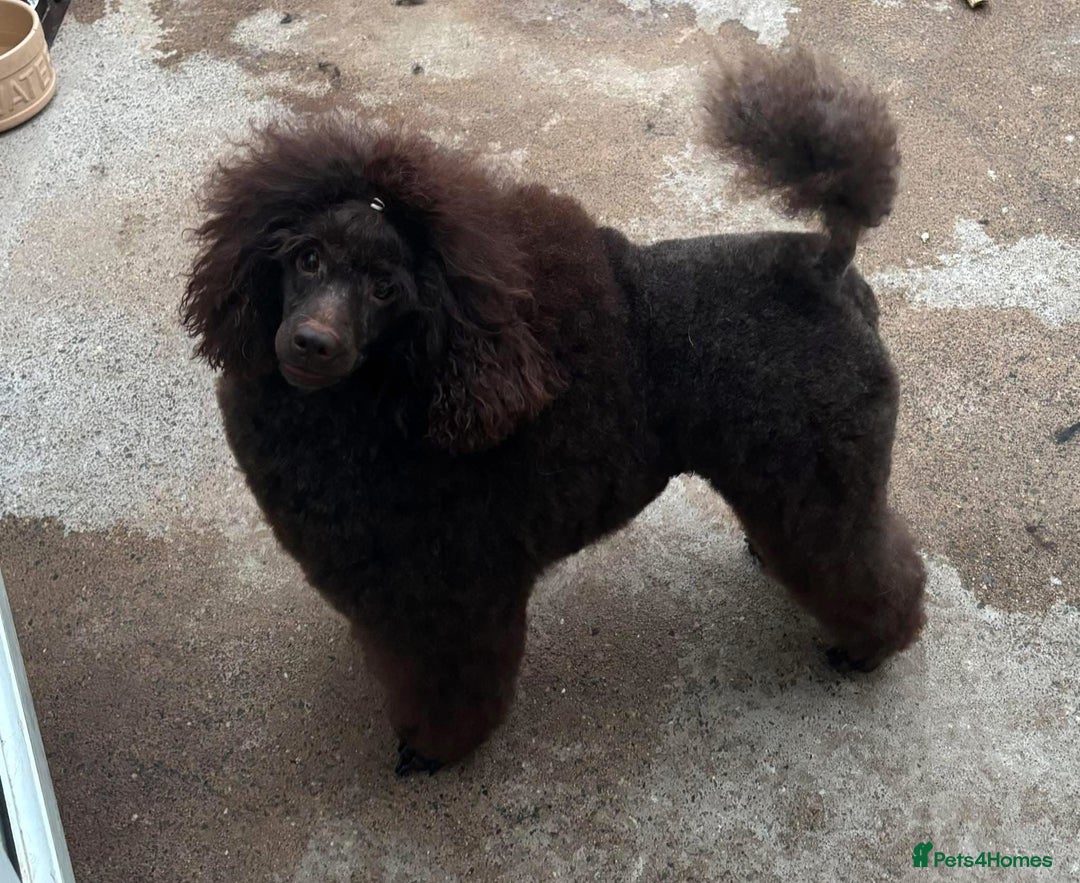 Miniature Poodle dogs for sale: X2 left KC registered miniature poodle pups  - Advert 5