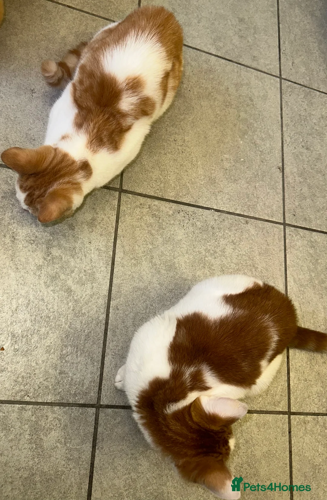 Mixed Breed cats for sale: 1 white boy, 2 white and orange girls - Advert 1