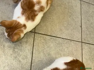 Mixed Breed cats 1 white boy, 2 white and orange girls - Advert 4