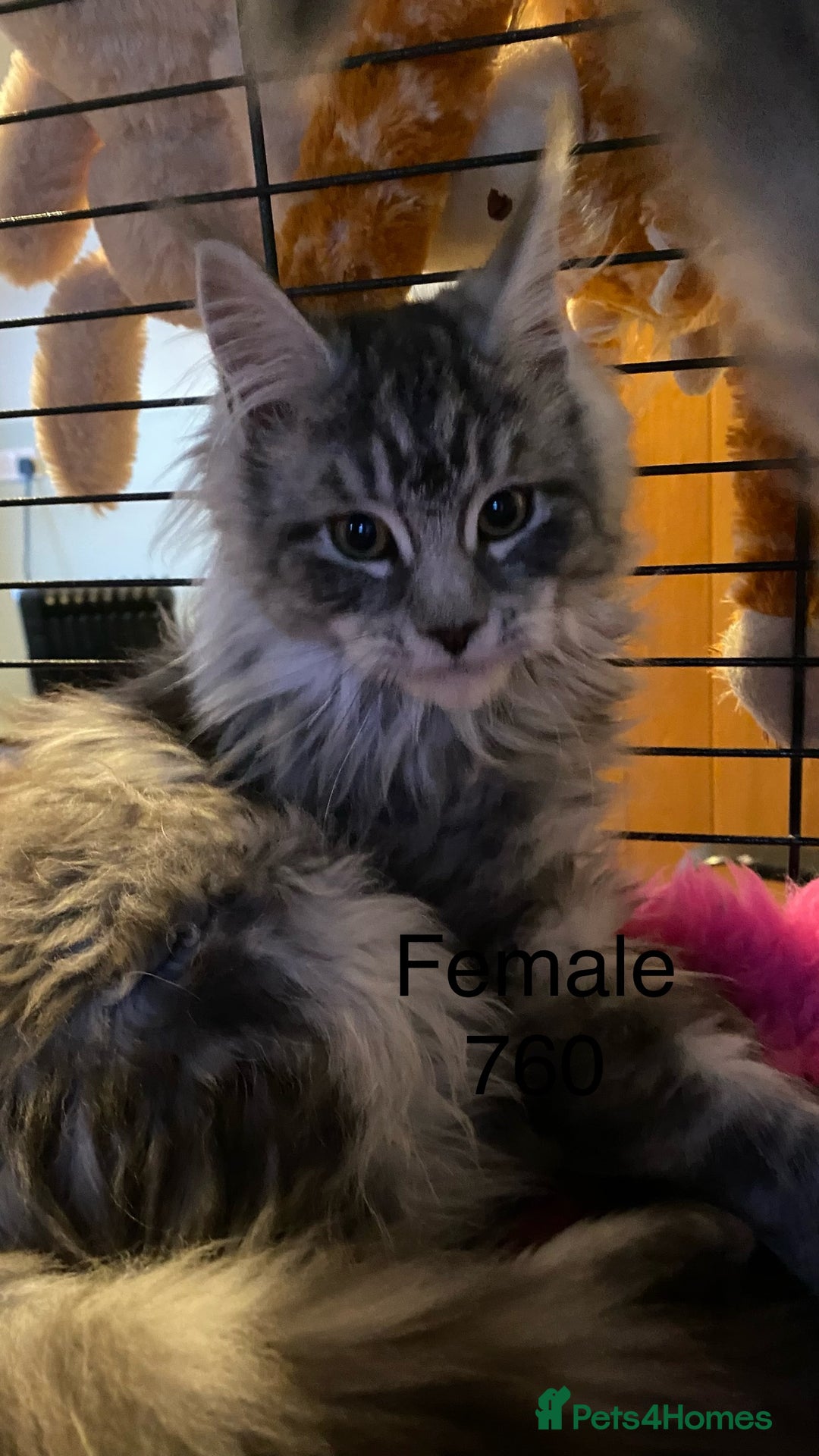 Maine Coon cats for sale: Pedigree Maine Coons - Advert 15