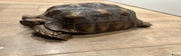Tortoise reptiles for sale: Sulcata tortoise  - Advert 2