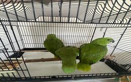 Parrots birds for sale: Baby hand reared amazons for sale  - Image 1