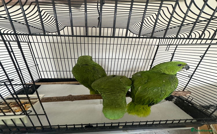 Parrots birds - Advert 2