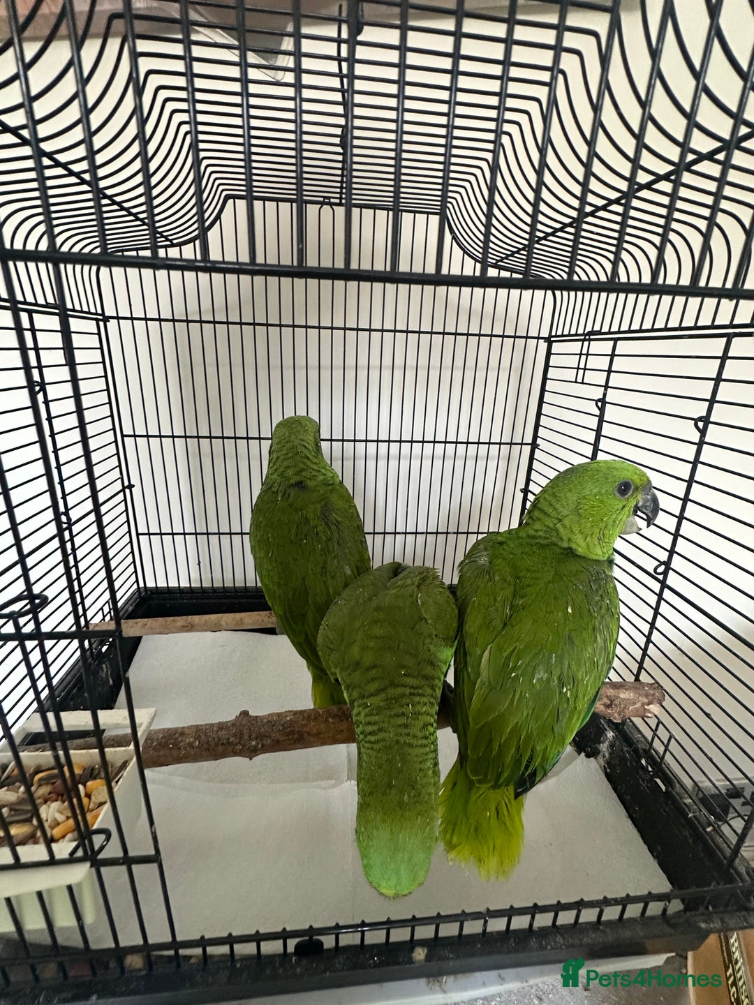 Parrots birds for sale: Baby hand reared amazons for sale  - Image 1
