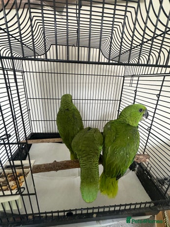 Parrots birds - Advert 7