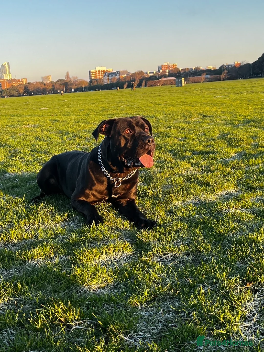 Mixed Breed dogs for sale: Here we I have my three-year-old cane corso Flynn in Southsea - Advert 1