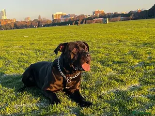 Mixed Breed dogs Here we I have my three-year-old cane corso Flynn - Advert 2