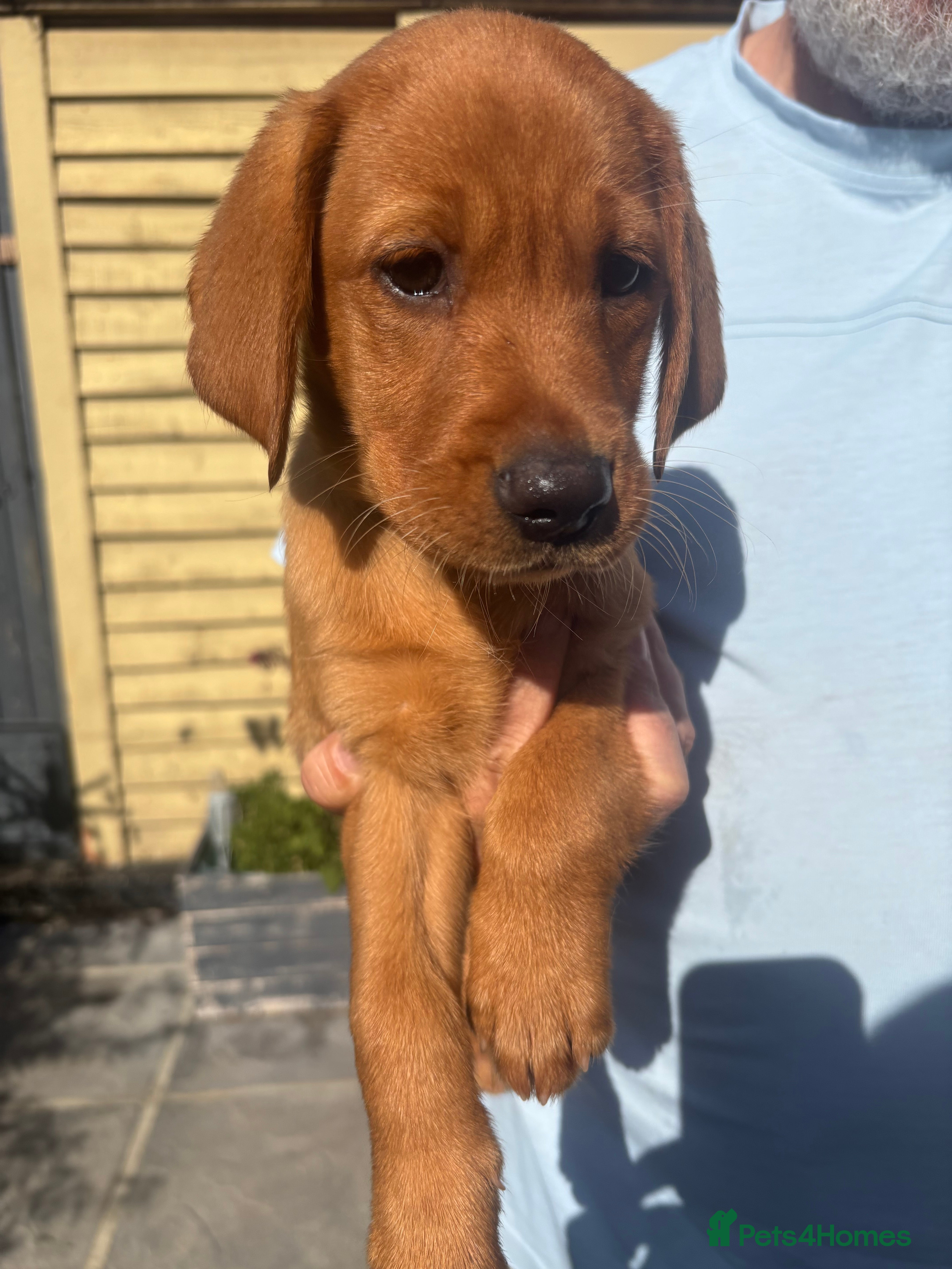Labrador Retriever dogs KC registered Fox red puppies - Advert 11