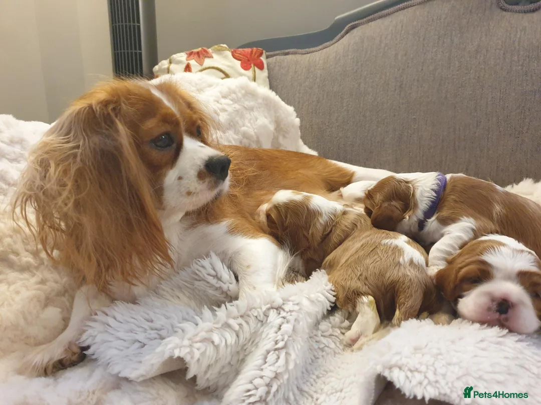 Cavalier King Charles Spaniel dogs for sale: K.C. reg. Cavalier King Charles Spanel - Advert 6