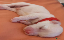 Maltese dogs for sale: 5 Male KC Maltese Puppies - Image 12