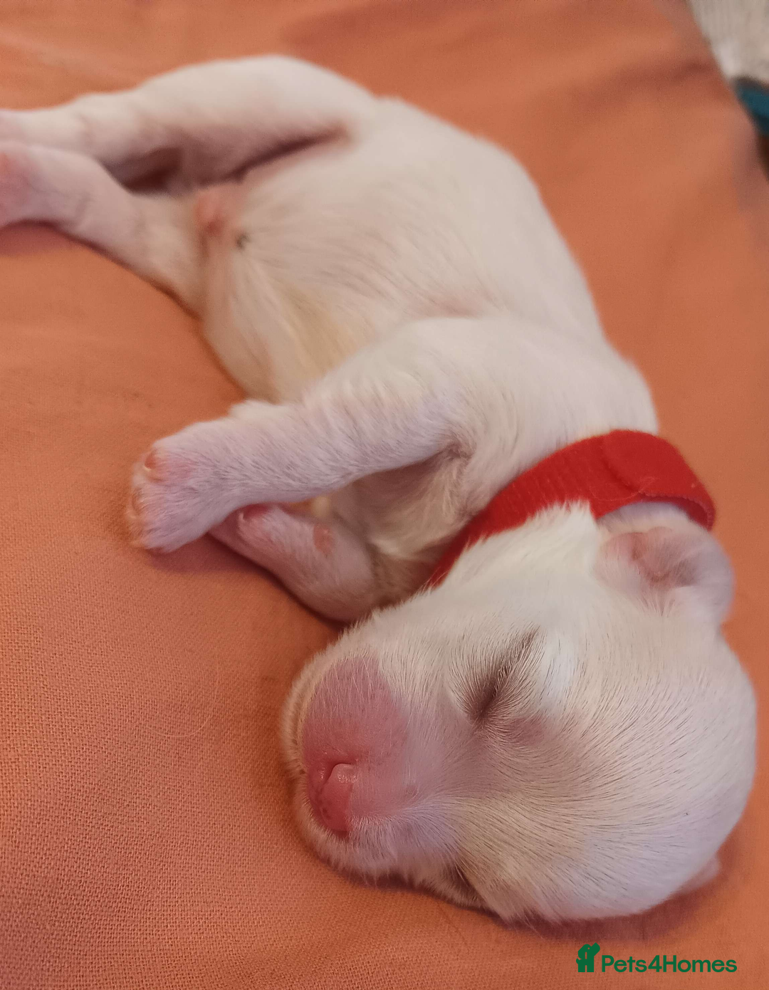 Maltese dogs for sale: 5 Male KC Maltese Puppies - Image 12
