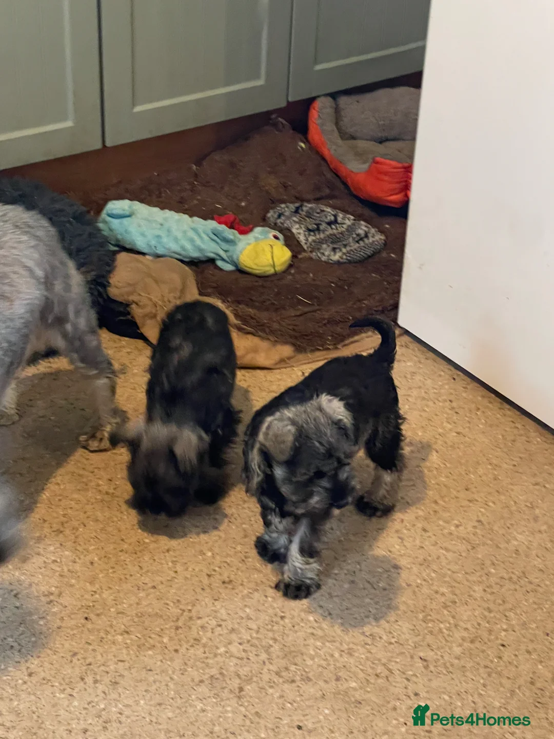 Miniature Schnauzer dogs for sale: KC registered Miniature schnauzer pups for sale  - Advert 2