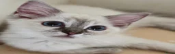 Ragdoll cats for sale: GCCF registered girl looking for her forever home - Advert 12