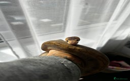 Snake reptiles for sale: 2 snakes with complete set up *read description* - Image 3