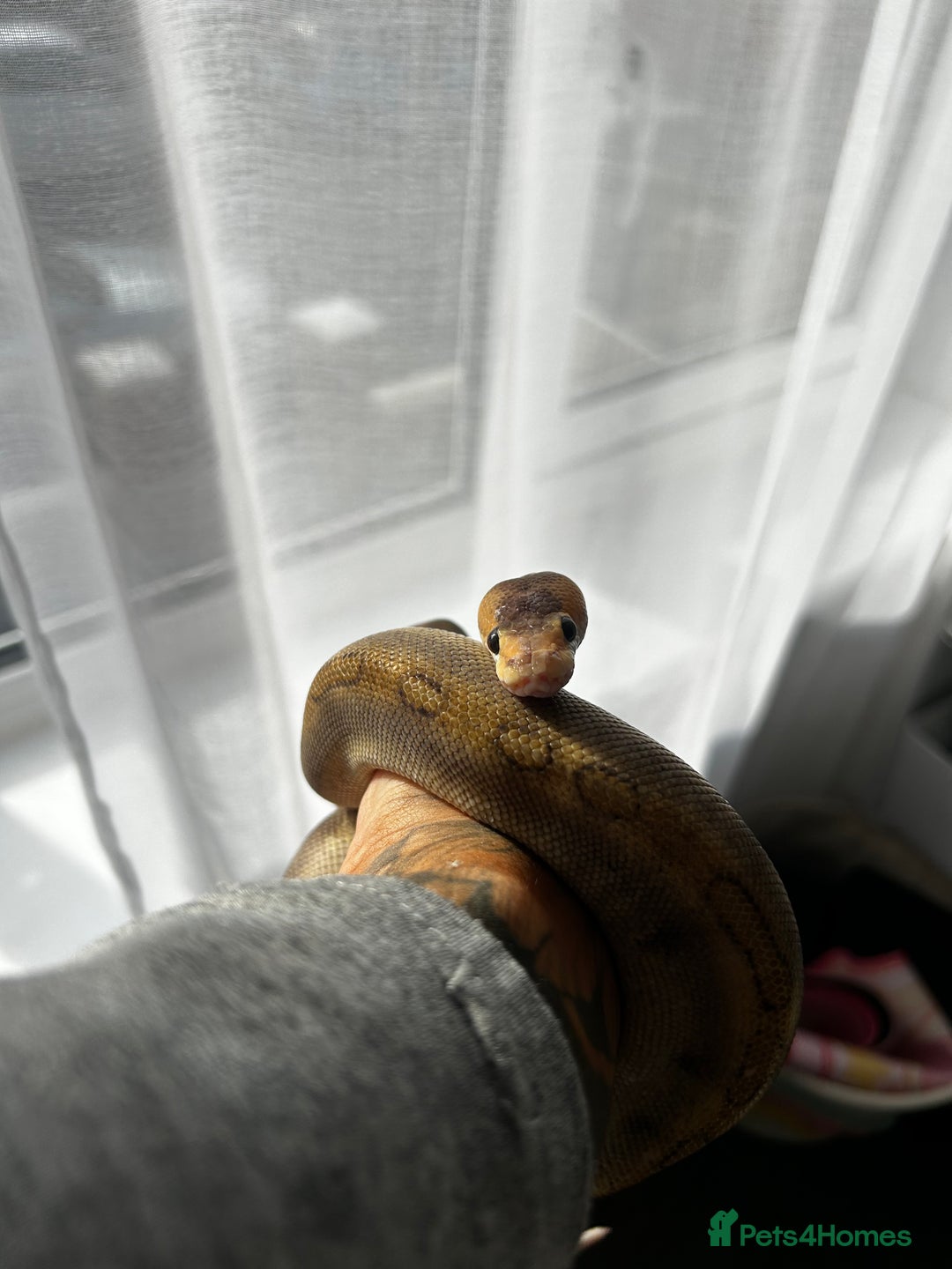 Snake reptiles for sale: 2 snakes with complete set up *read description* - Image 3