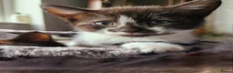 Mixed Breed cats for sale: Beautiful 3 kittens looking for loving home.  - Advert 2
