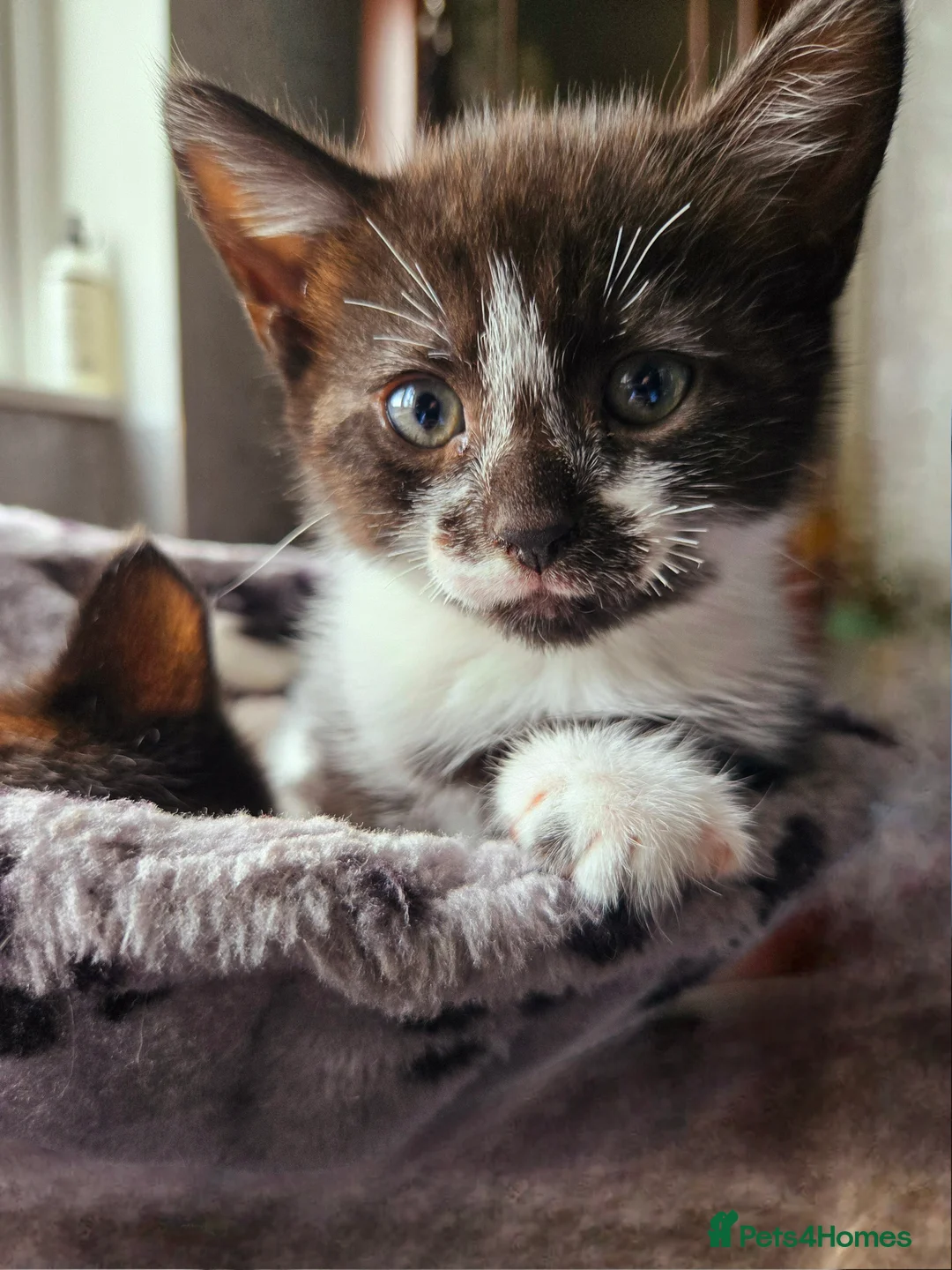 Mixed Breed cats for sale: Beautiful 3 kittens looking for loving home.  - Advert 2