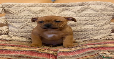 Staffordshire Bull Terrier dogs - Advert 5