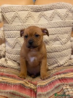 Staffordshire Bull Terrier dogs - Advert 5
