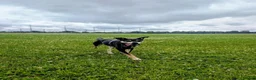 Mixed Breed dogs for adoption: INDY - FOR ADOPTION - ROMSEY  in Romsey - Advert 4