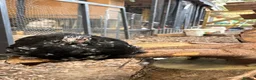 Chickens poultry for sale: Pekins , silkie and kaki campbell ducks - Advert 3