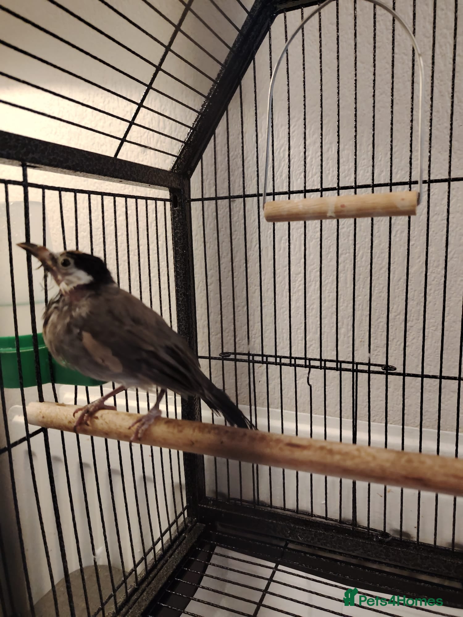 Softbills birds White-eared Bulbul (Iraqi Bulbul) - Advert 1