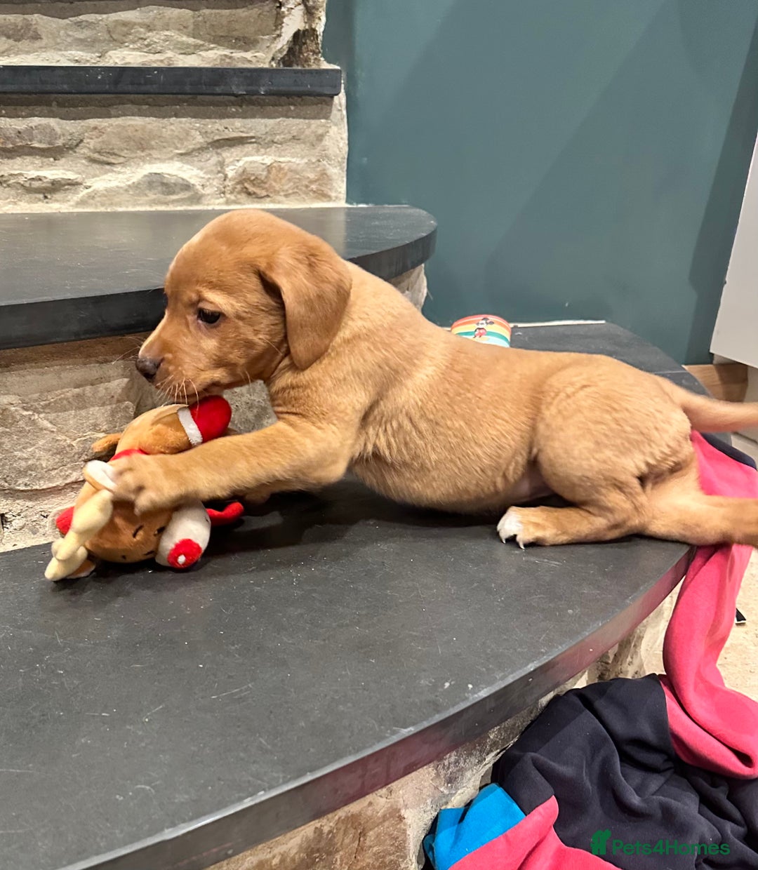 Labrador Retriever dogs for sale: Stunning Fox red labradors - Image 13