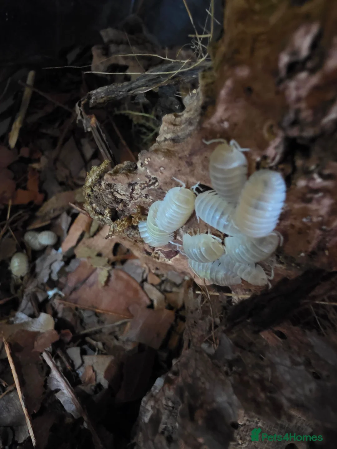 Isopods invertebrates for sale: Armadillidium sp MAGIC POTIONS - Advert 3